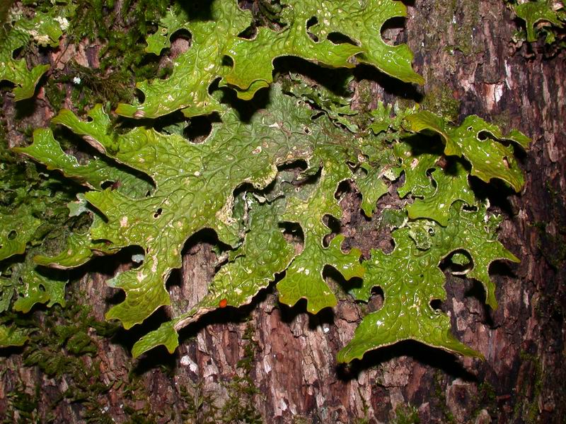 Lobaria pulmonaria